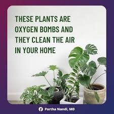 Indoor plants for healthy living
How plants purify indoor ai