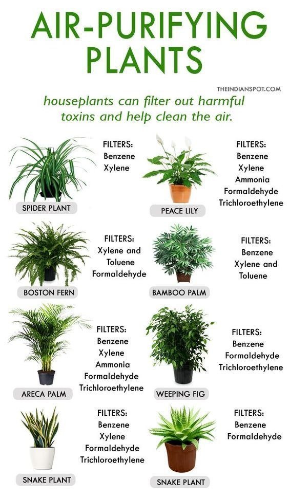 Air purifying indoor plants
Boost mood & productivity
Improve sleep quality