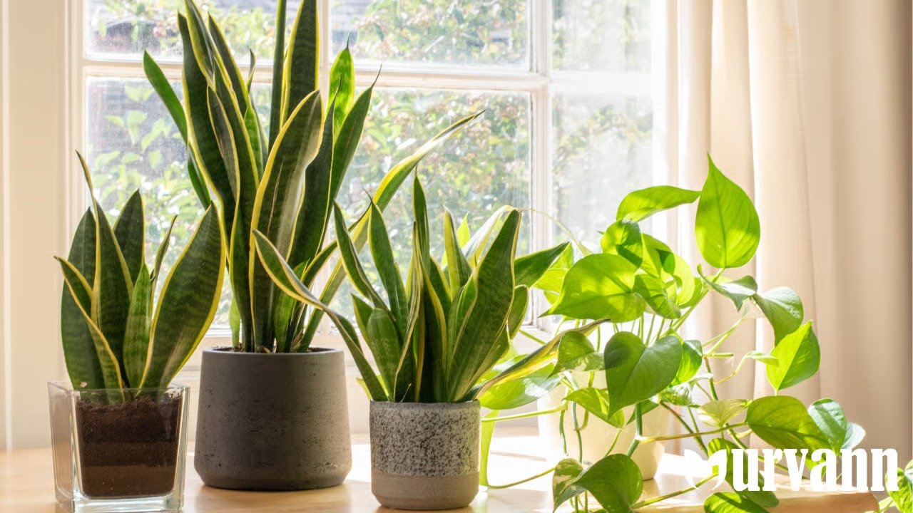 best indoor plants for oxygen