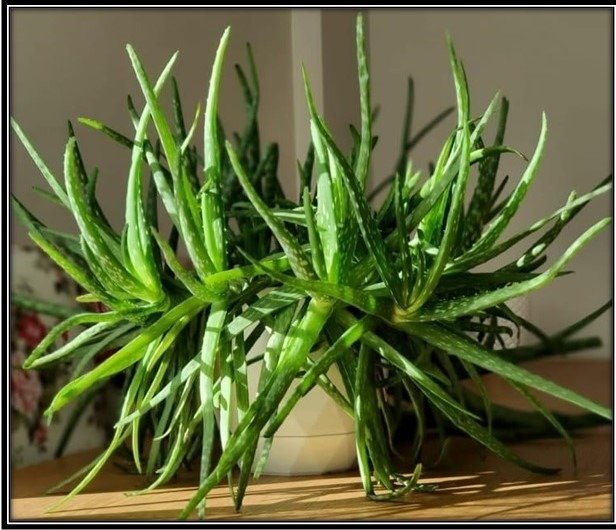 Aloe Vera plant improving indoor air quality naturally
Medicinal Aloe Vera plant for home interiors