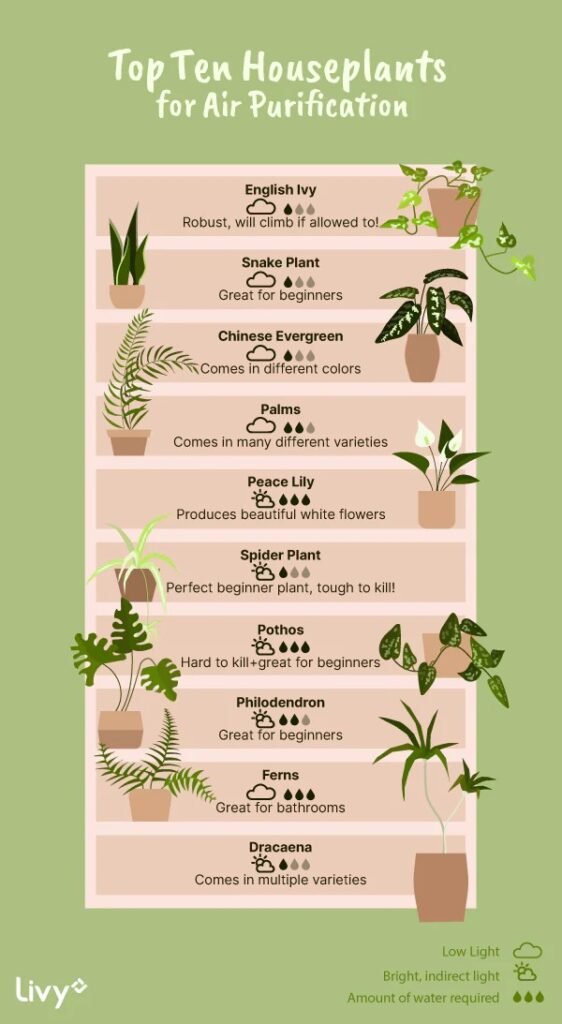 House plants improving indoor air purification naturally
Air purifying house plants in modern living room