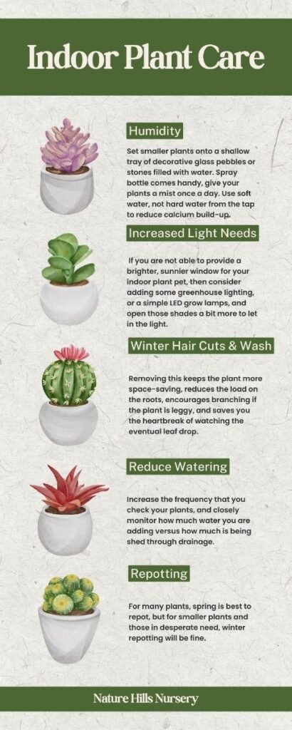 Caring for indoor plants at home naturally
Healthy indoor plant care in modern home